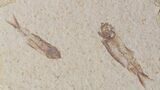 Fossil Fish (Knightia) Plate- Wyoming #111239-1